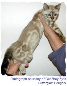 Marbled Bengal
